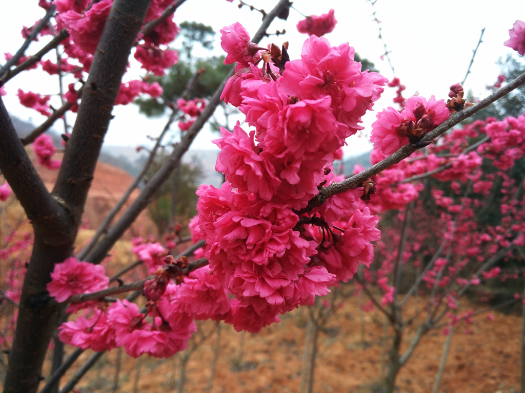 中国红樱花