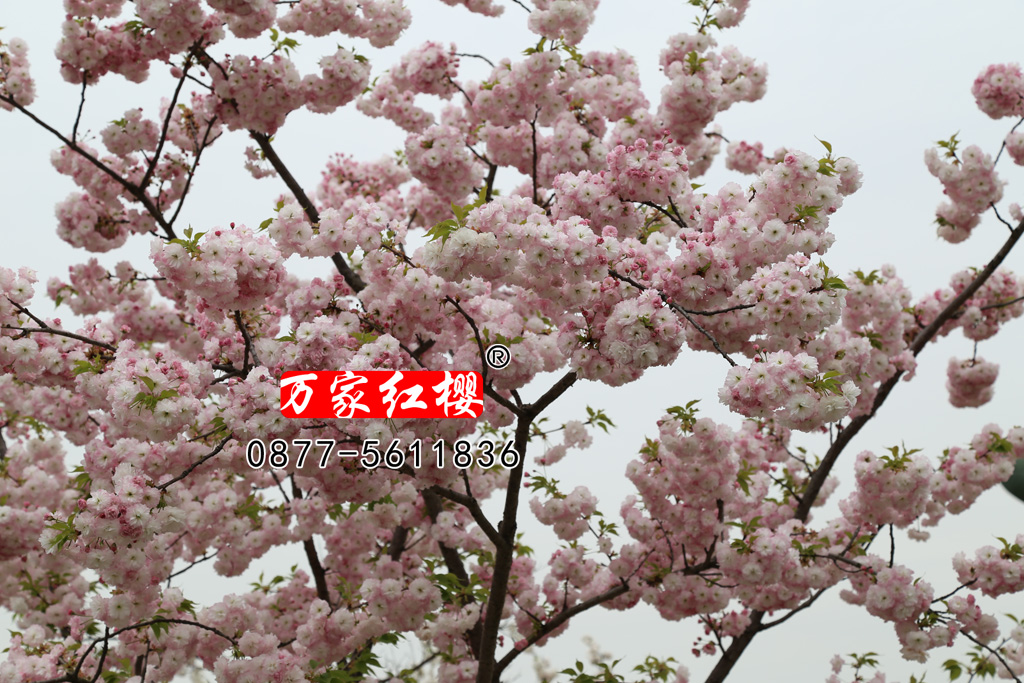 松月樱花近景     松月樱花简介及价格表 品种 品种简介 规   格