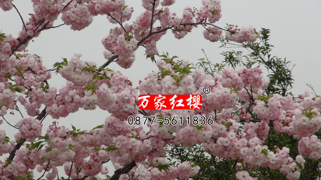 松月樱花近景     松月樱花简介及价格表 品种 品种简介 规   格