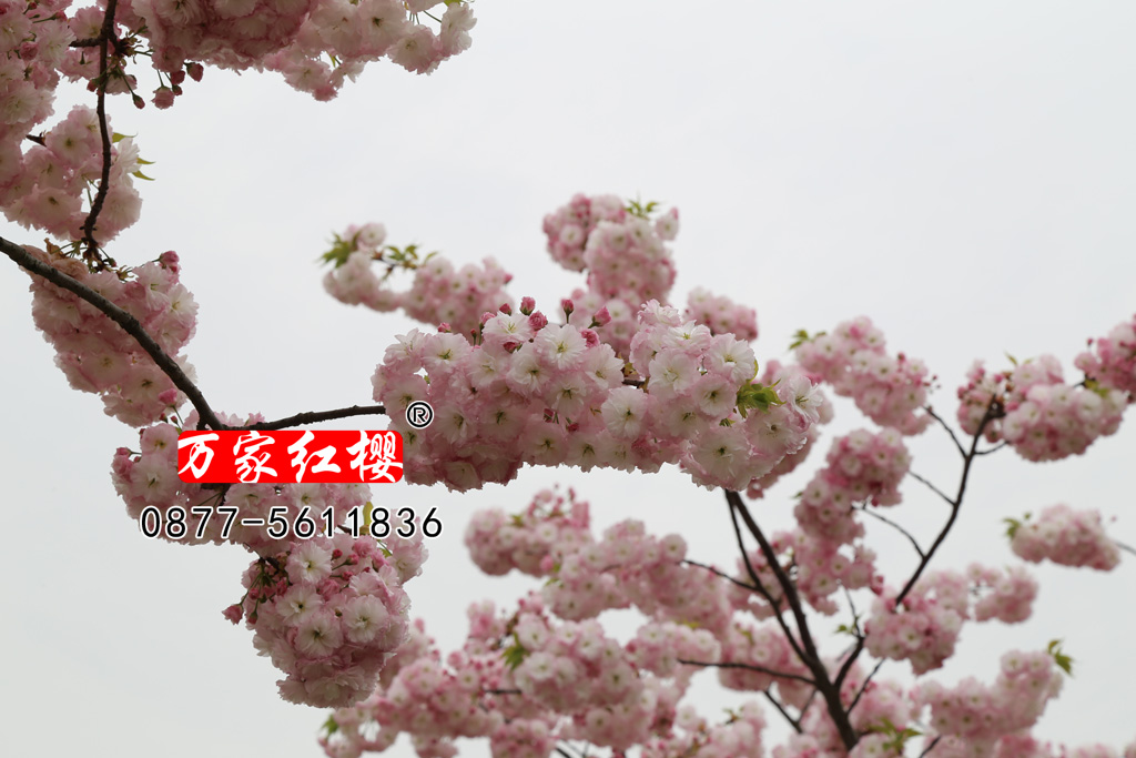 松月樱花近景     松月樱花简介及价格表 品种 品种简介 规   格