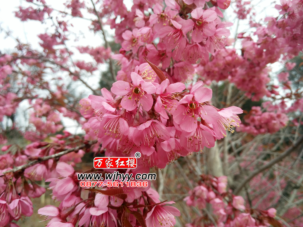 冬樱花