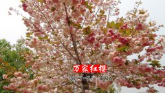 樱花史