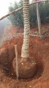 中大苗怎样取苗