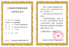 “万家红樱”开创中国樱花新时代