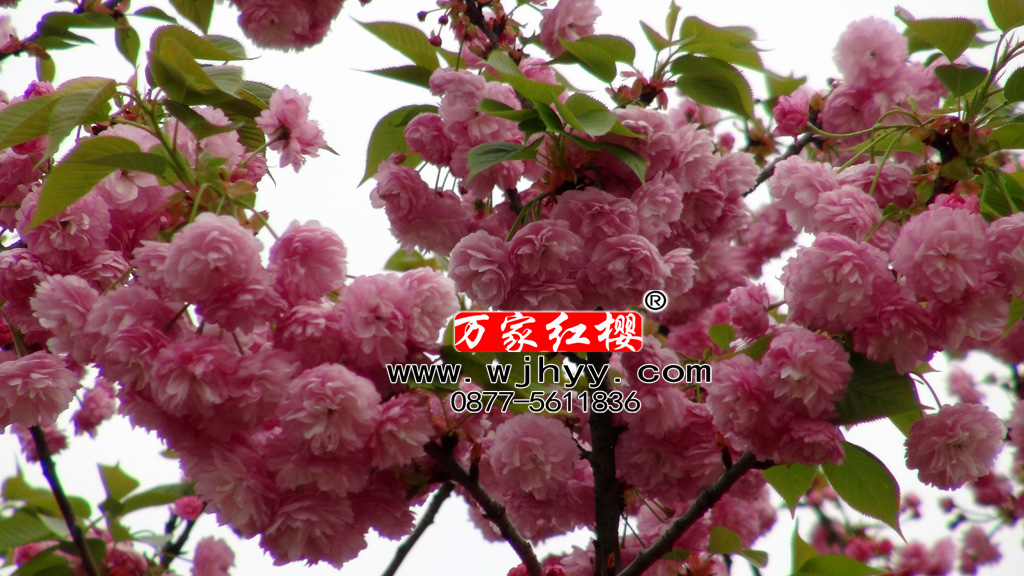 红华樱 红华樱