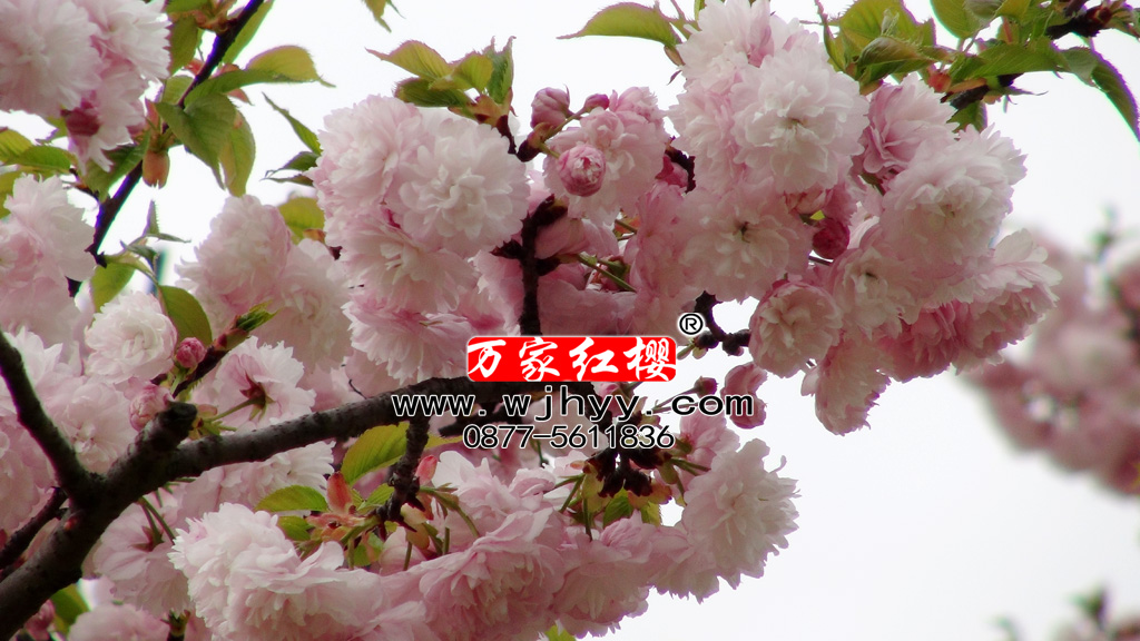 红笠 红笠