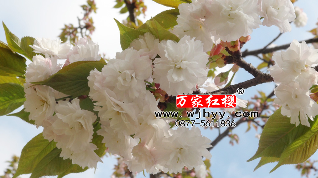 市原虎之尾樱花 市原虎之尾樱花