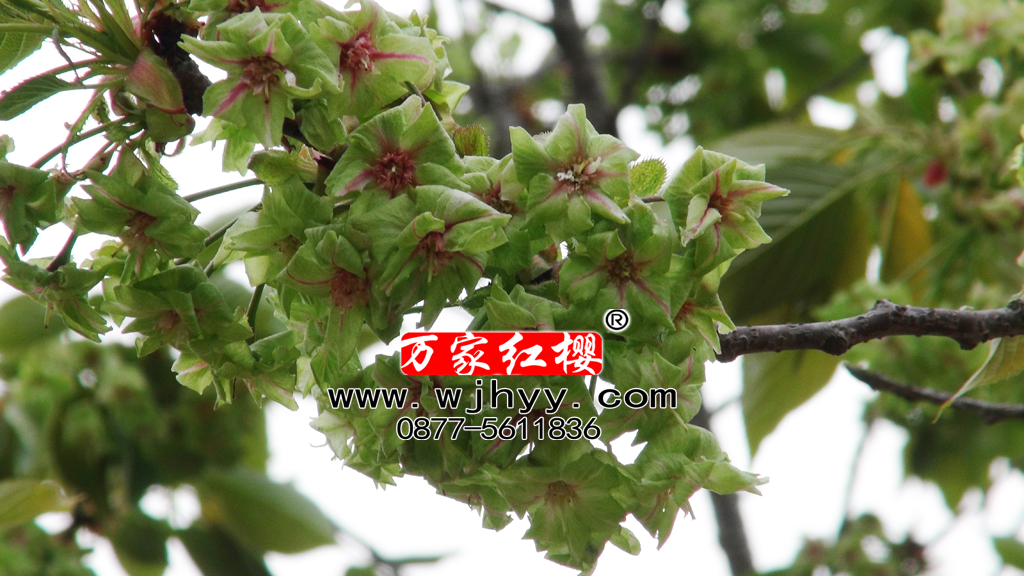 御衣黄樱花 御衣黄樱花