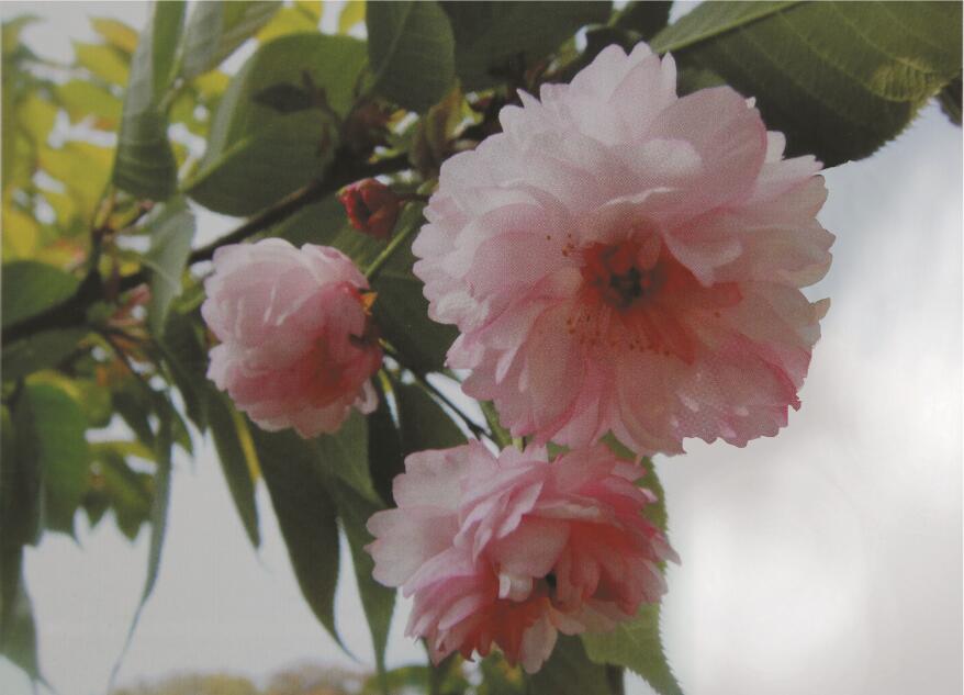 兼六园菊樱花 兼六园菊樱花
