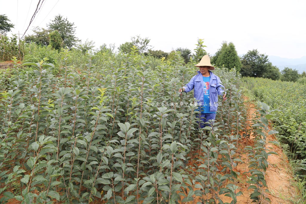 紫荆樱花苗