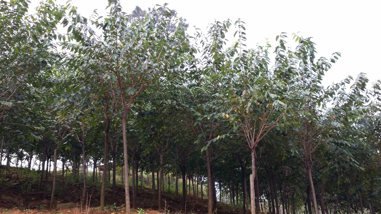 紫荆樱花苗
