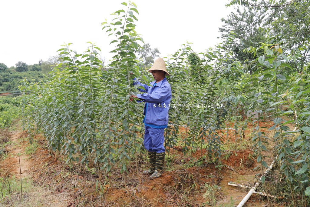 翡翠冬樱_樱花_樱花基地_樱花苗木出售 翡翠冬樱_樱花_樱花基地_樱花苗木出售