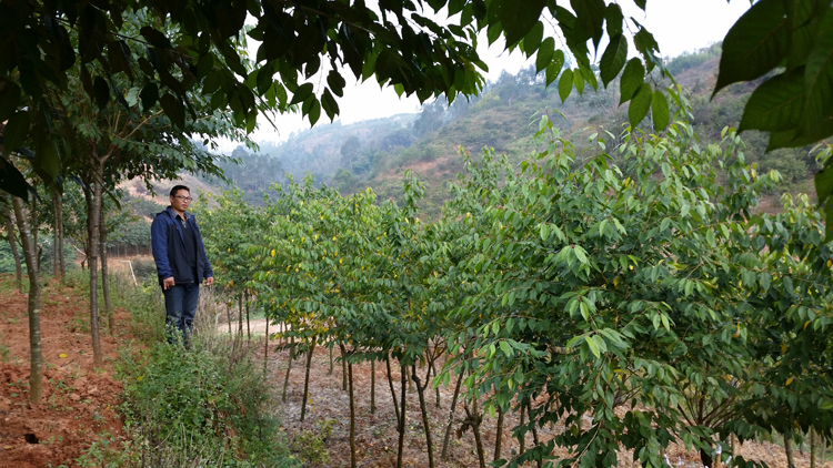 重瓣冬樱_樱花_樱花基地_樱花苗木出售