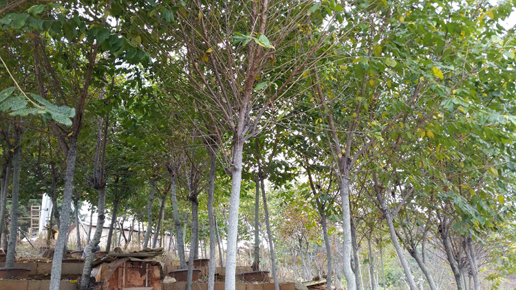 重瓣冬樱_樱花_樱花基地_樱花苗木出售