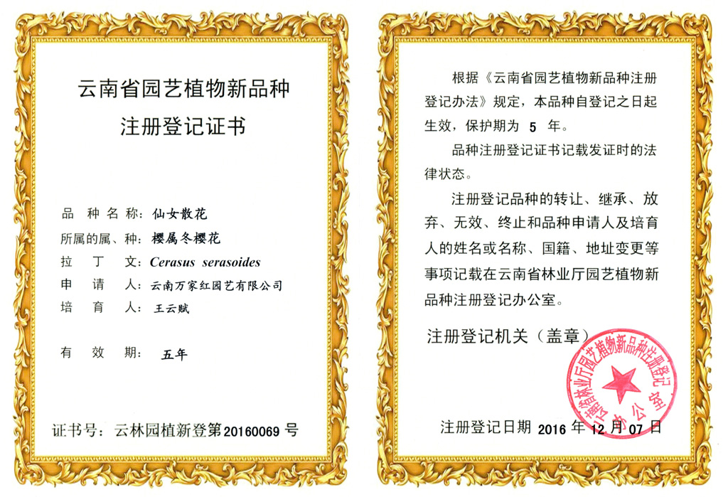 仙女散花樱花_樱花_樱花基地_樱花苗木出售