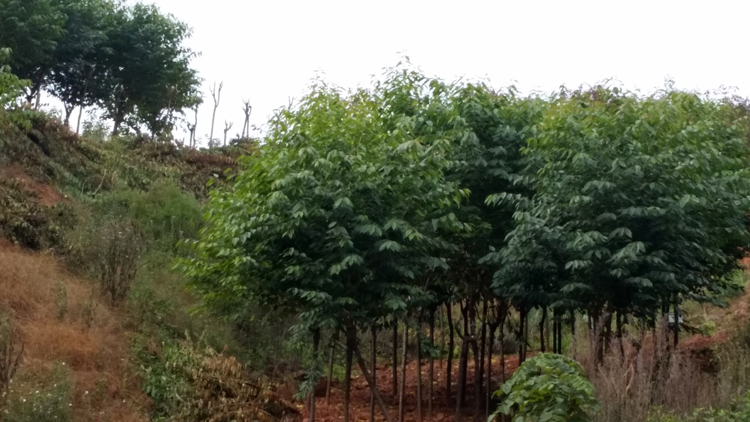 仙女散花樱花_樱花_樱花基地_樱花苗木出售