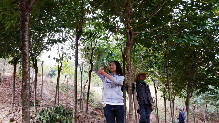 仙女散花樱花_樱花_樱花基地_樱花苗木出售