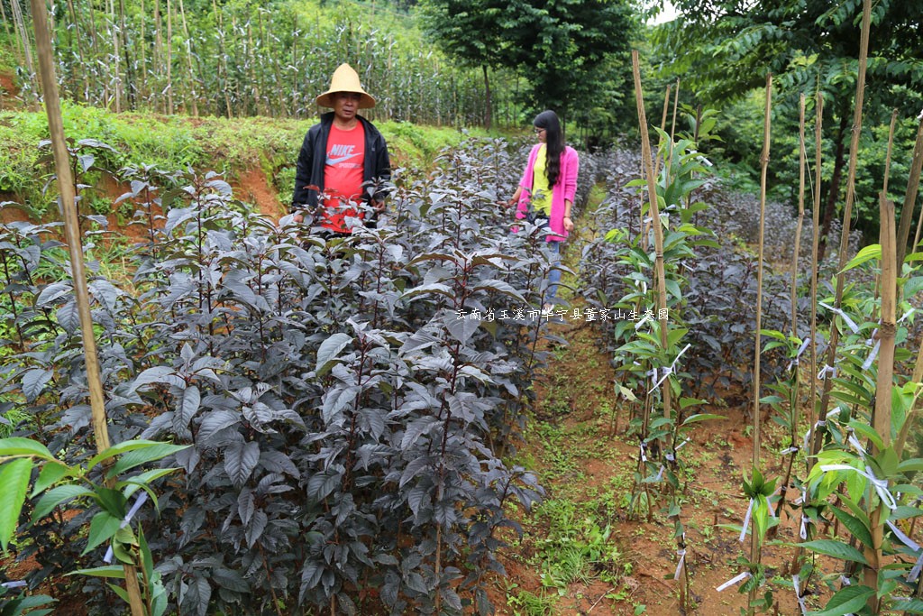 加拿大红叶樱花种苗 加拿大红叶樱花种苗