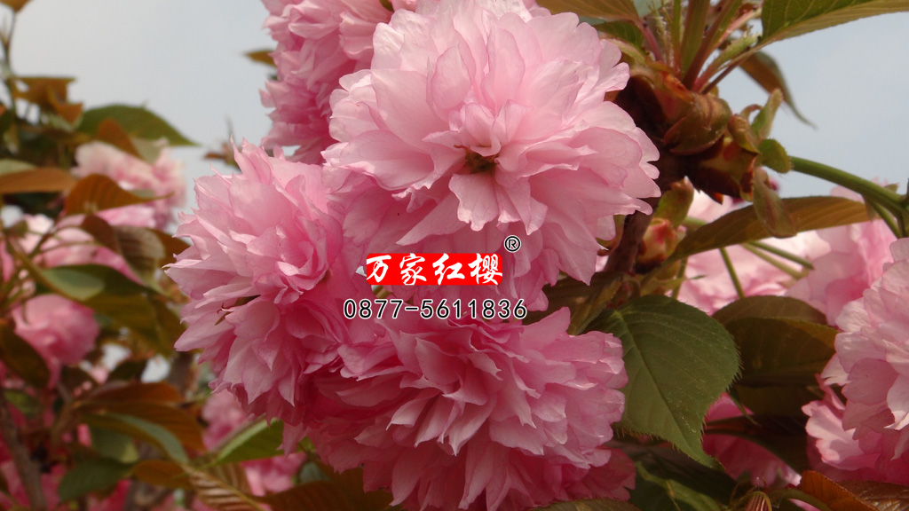 麒麟樱 麒麟樱