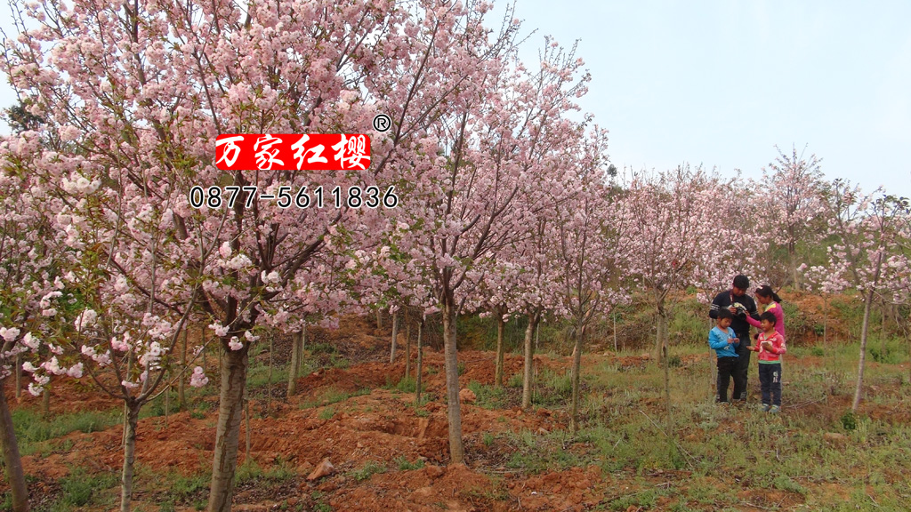 八重红大岛樱花 八重红大岛樱花