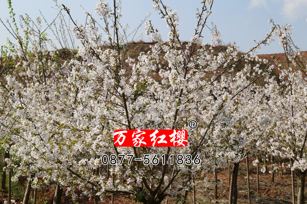 大岛樱