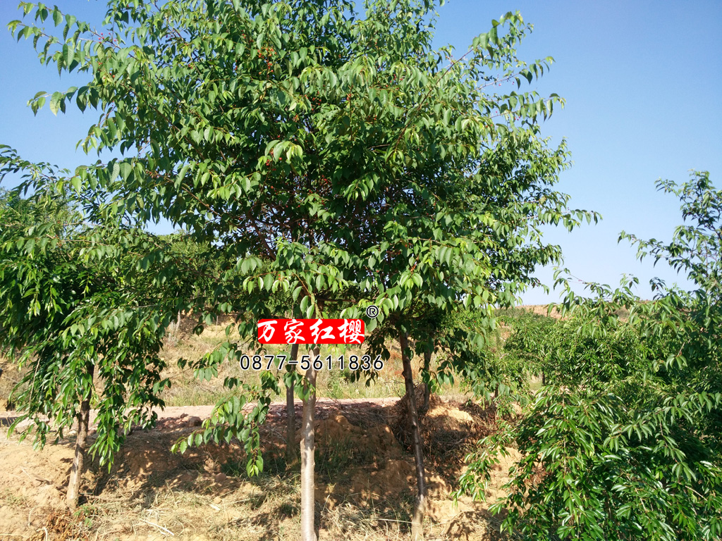 樱花苗,樱花苗木,樱花种苗,樱花树苗,垂枝樱花,樱花视频,樱花基地,樱花苗木供应商,冬樱花,云南樱花,日本樱花,日本早樱,日本晚樱,樱花新品种,出售樱花苗,供应樱花,供应樱花苗,毛樱桃花，云南樱花，山樱花