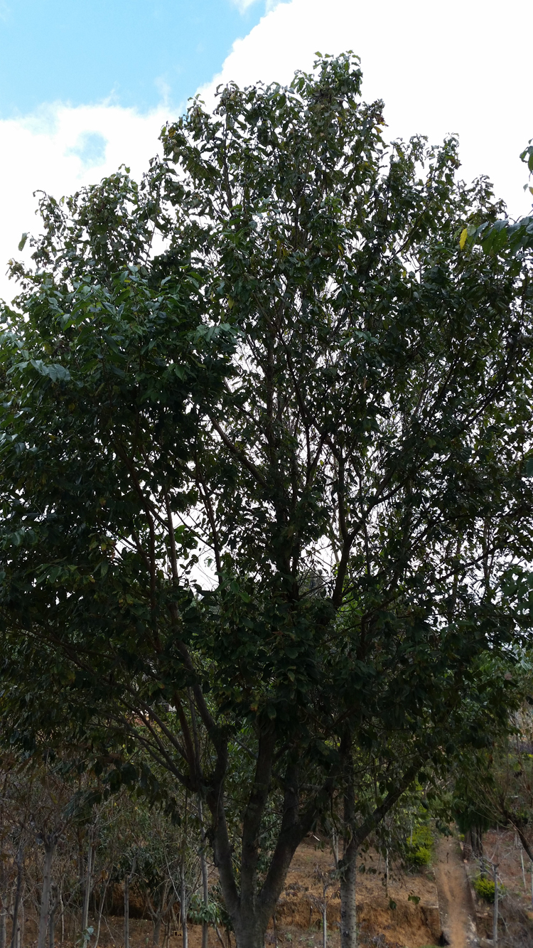 樱花 冬樱花 樱花 冬樱花