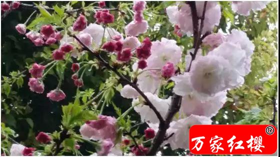 微信图片_20180601123247.jpg