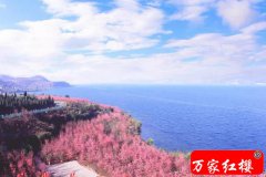 不见方三日  湖畔满樱花