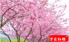距离昆明1个小时，有一条2.5公里的樱花海岸线，这几天美爆啦！