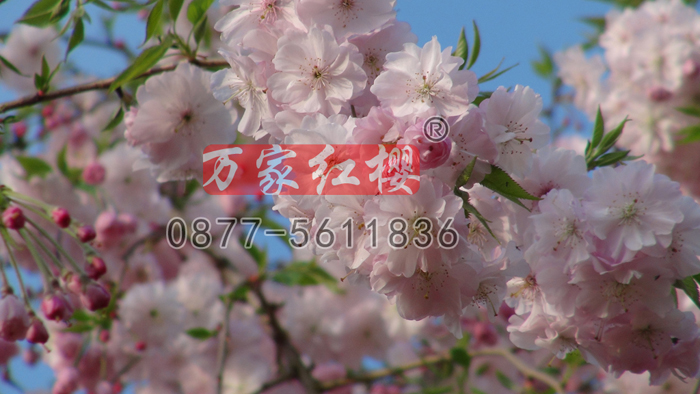 雨晴垂枝樱花
