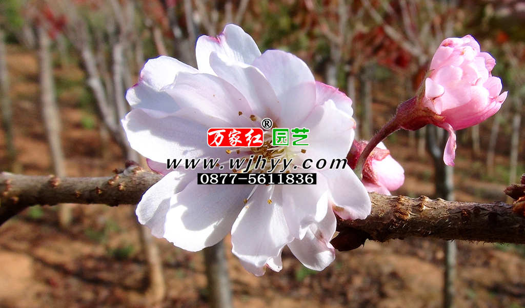 <font color='#339900'>十月樱</font>