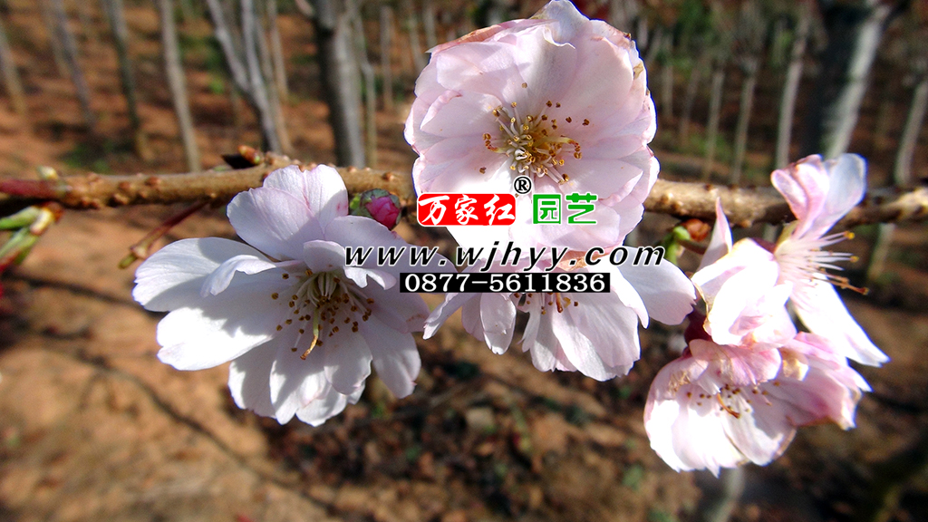 十月樱_十月樱花