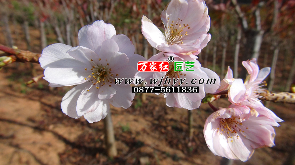十月樱_十月樱花