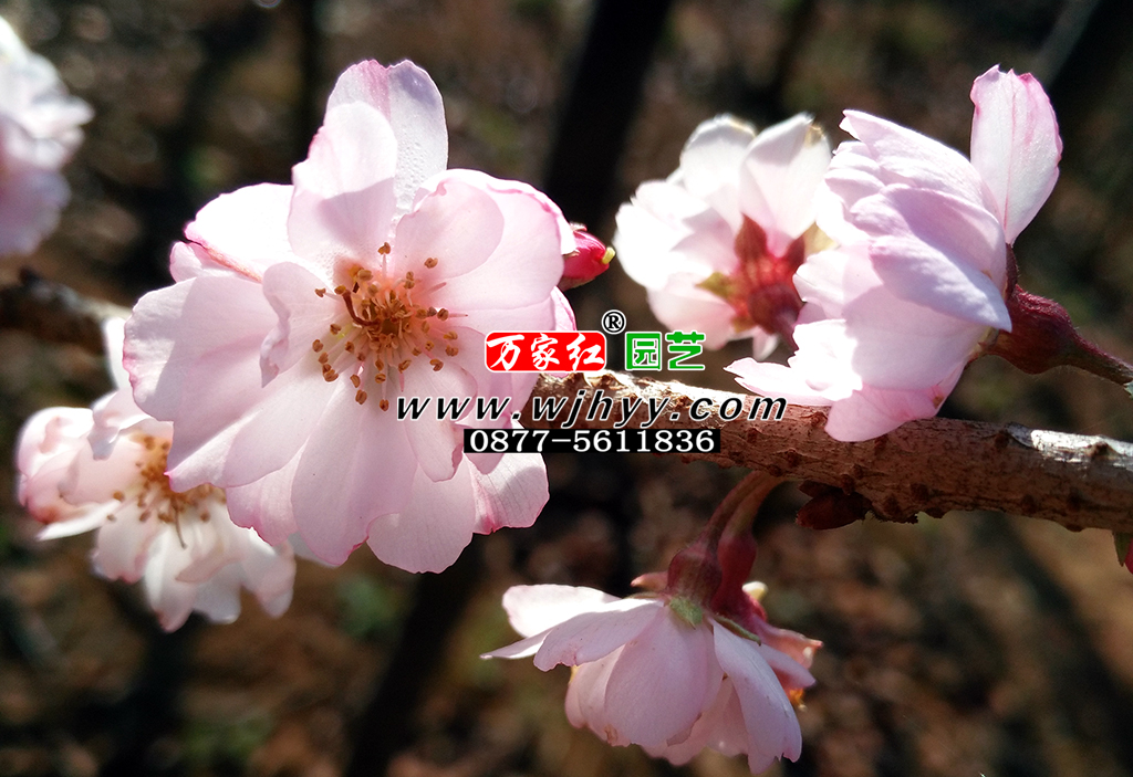 十月樱_十月樱花