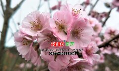 嘉奖樱花