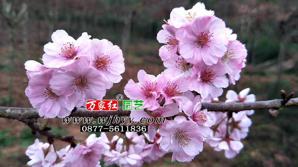 樱花 嘉奖 嘉奖樱花 樱花 嘉奖 嘉奖樱花