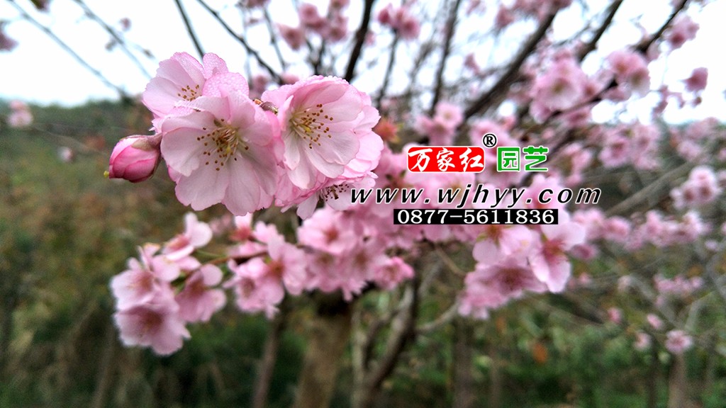 樱花 嘉奖 嘉奖樱花 樱花 嘉奖 嘉奖樱花