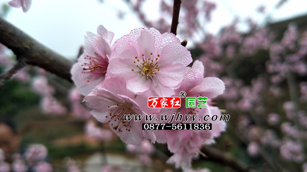 樱花 嘉奖 嘉奖樱花 樱花 嘉奖 嘉奖樱花
