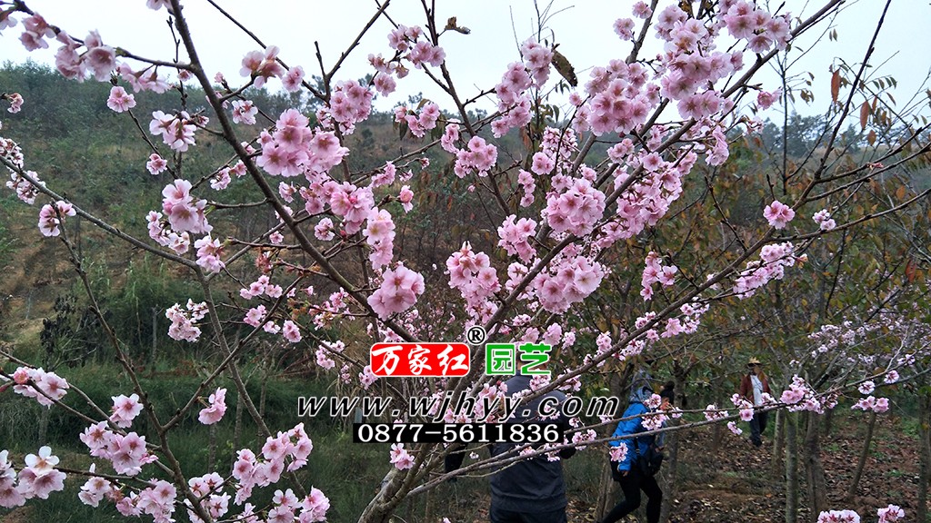 樱花 嘉奖 嘉奖樱花 樱花 嘉奖 嘉奖樱花