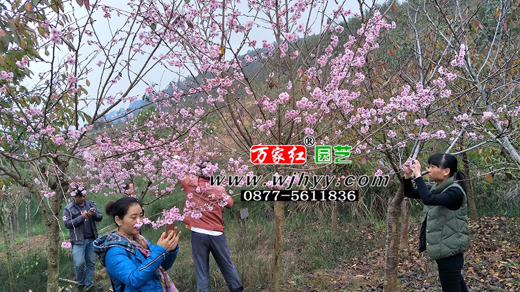 樱花 嘉奖 嘉奖樱花 樱花 嘉奖 嘉奖樱花
