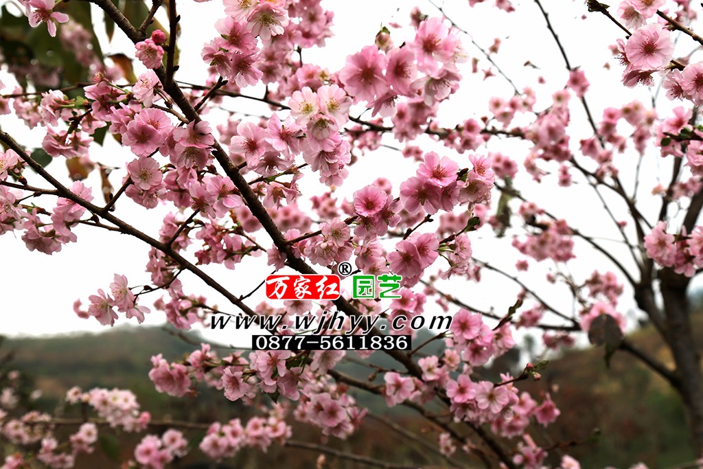 樱花 嘉奖 嘉奖樱花 樱花 嘉奖 嘉奖樱花