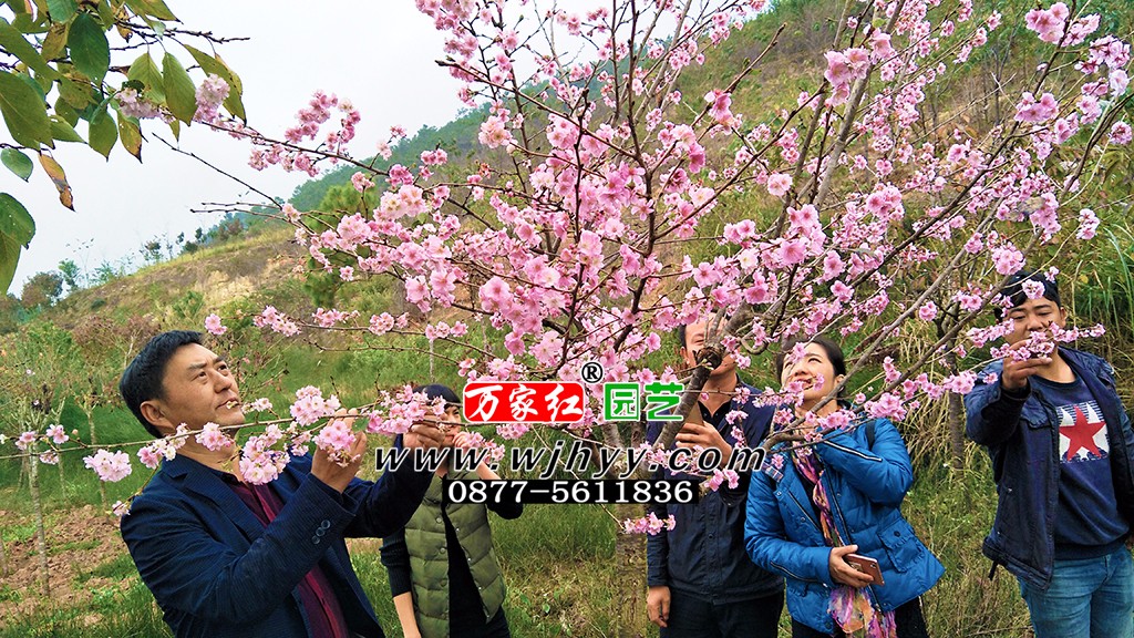 樱花 嘉奖 嘉奖樱花 樱花 嘉奖 嘉奖樱花