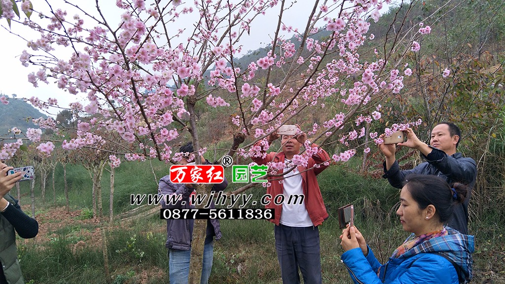 樱花 嘉奖 嘉奖樱花 樱花 嘉奖 嘉奖樱花