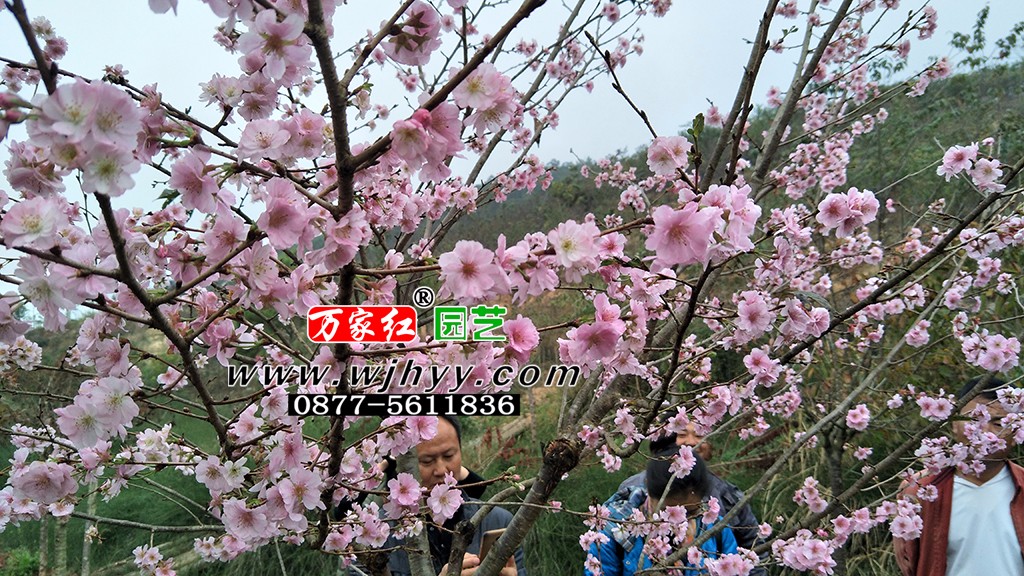 樱花 嘉奖 嘉奖樱花 樱花 嘉奖 嘉奖樱花