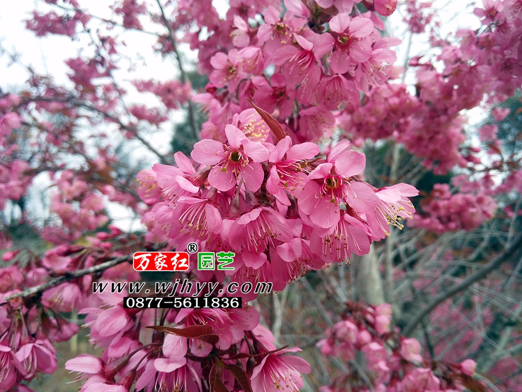 樱花 冬樱花 樱花 冬樱花