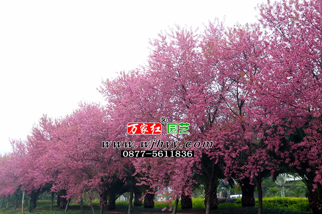 樱花 冬樱花 樱花 冬樱花