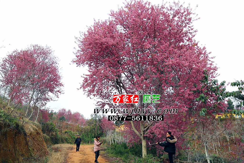 樱花 冬樱花 樱花 冬樱花