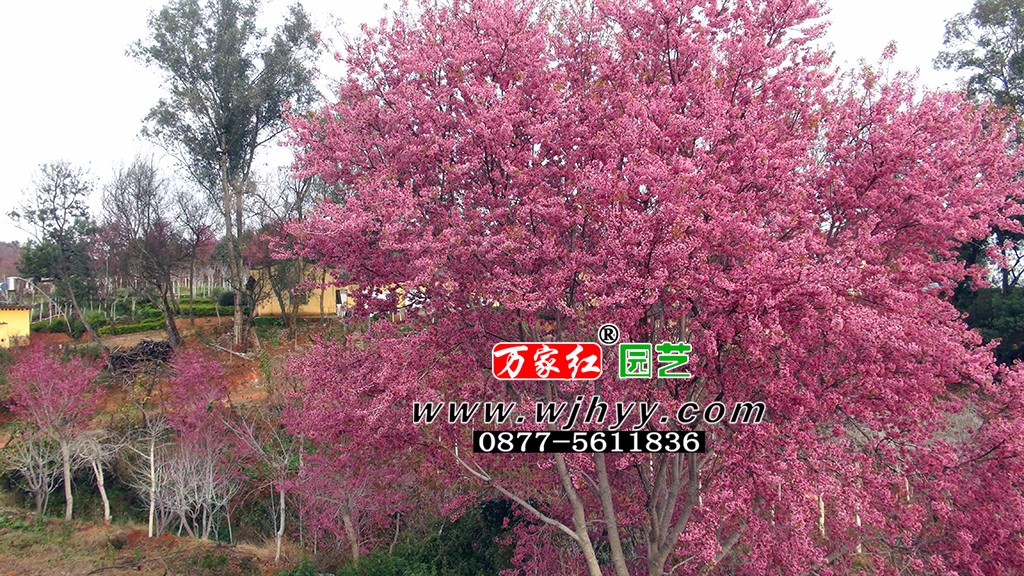 冬樱花