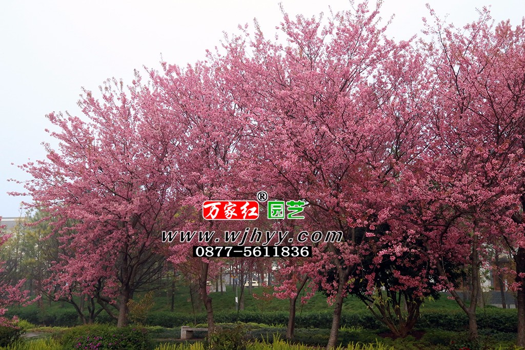 樱花 冬樱花 樱花 冬樱花